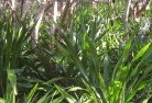 West Wiangareeorganic-gardening-18.jpg; ?>